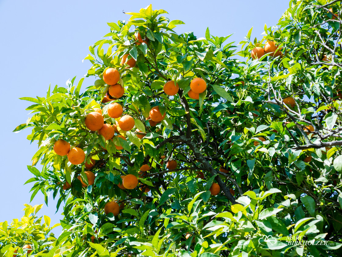 Orangenbäume in Hülle und Fülle und das im April